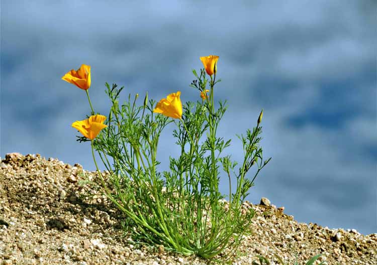 wildflowers
